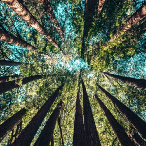 Observeren als ambacht.